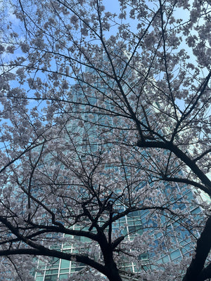 Spring in Seoul (Reflection #3)